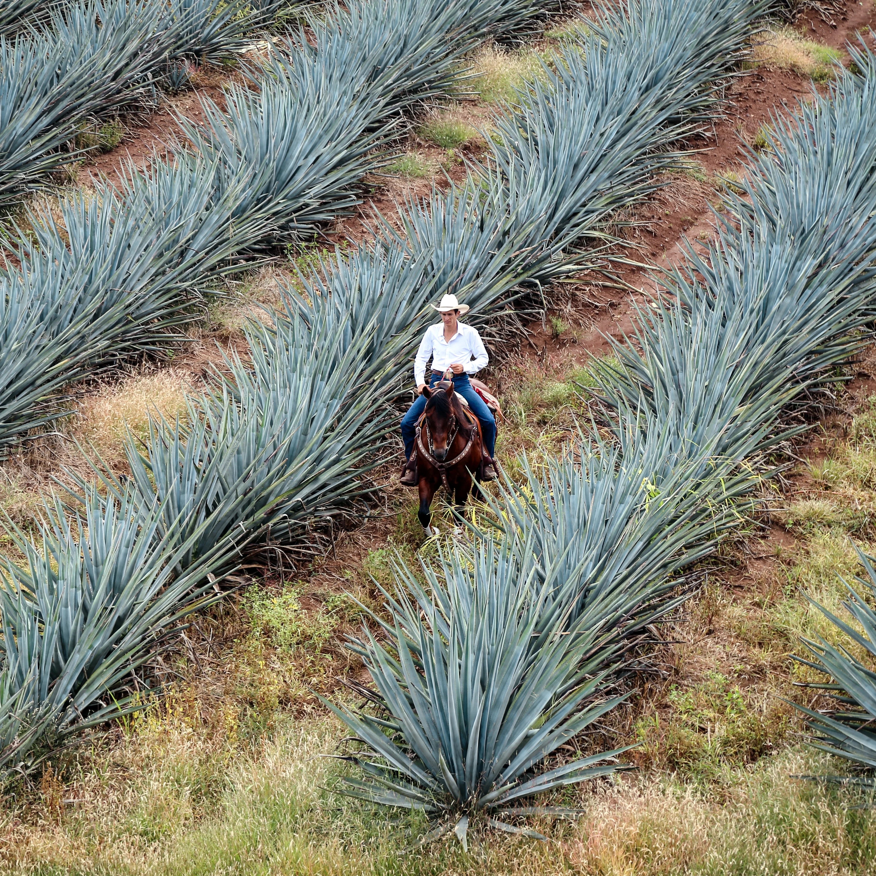 traditional farming tequila cropped