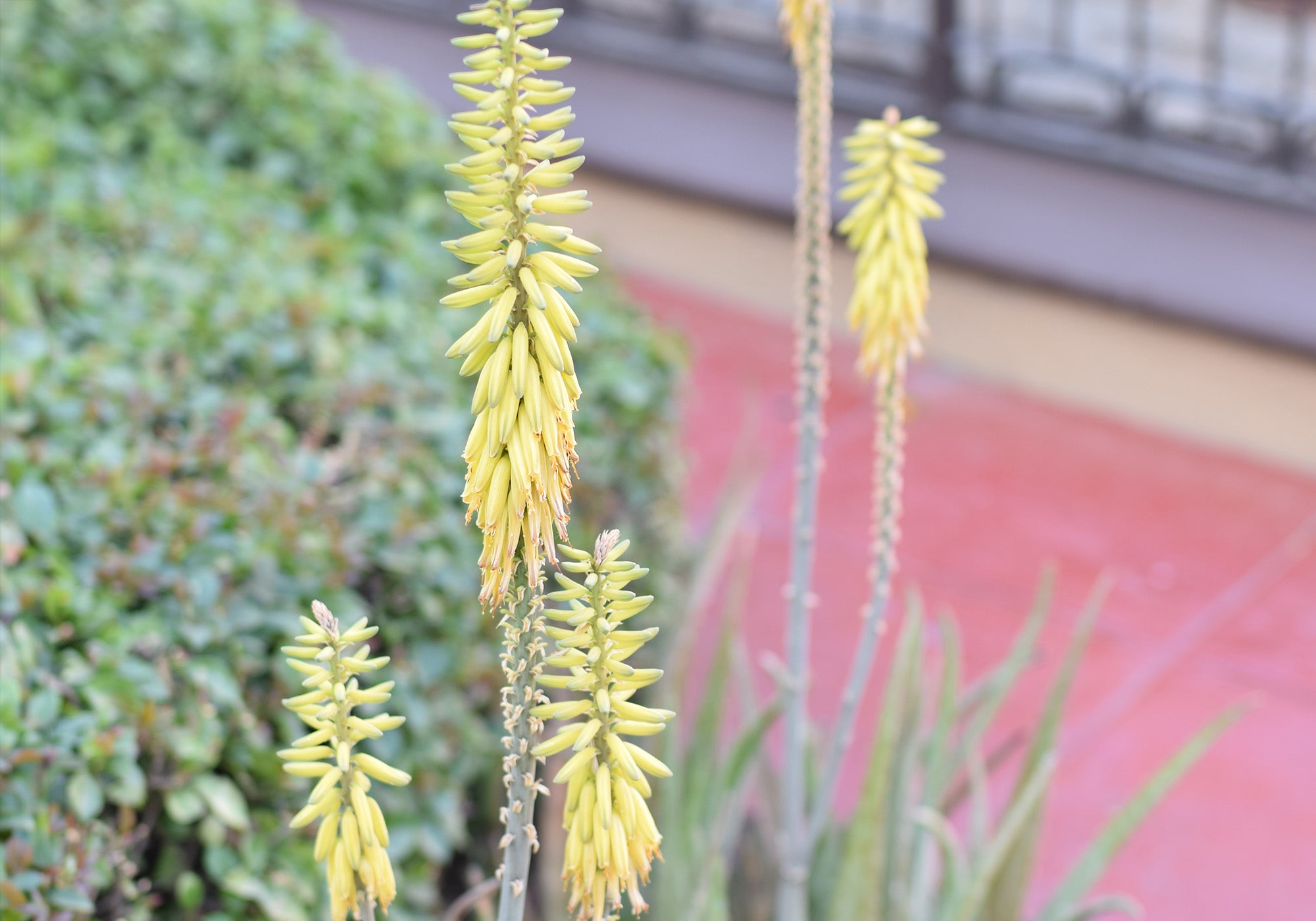 The yellow flowers of an Agave plant. This is vital to ensure future generations of Agave crops.