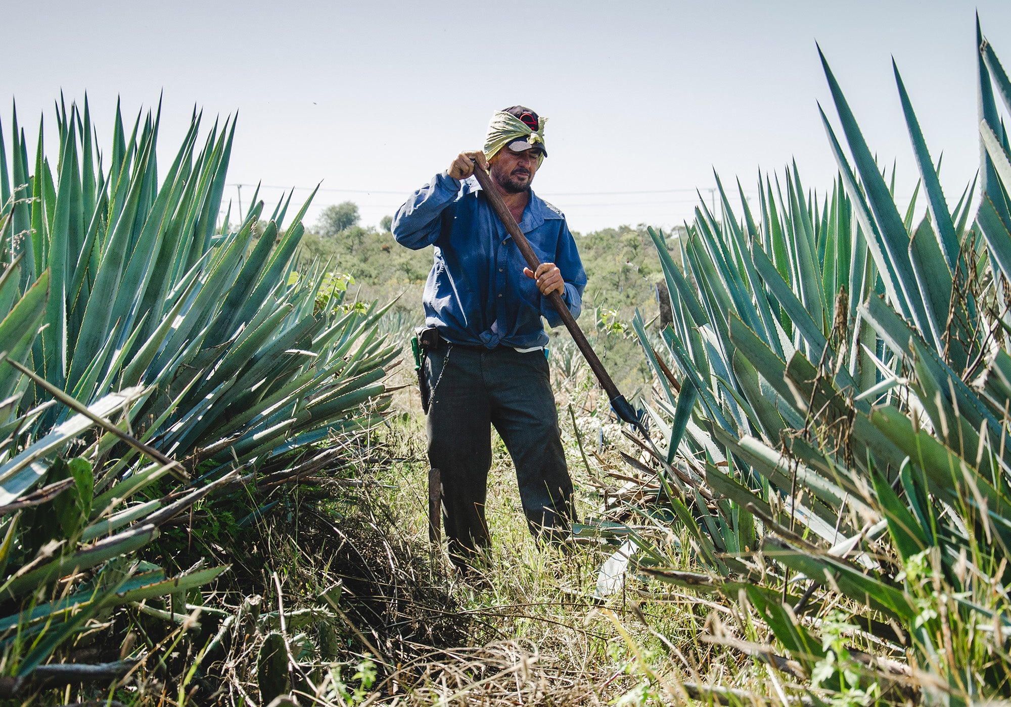 A jimador harvesting Agave crops at the Casa Maestri distillery in Jalisco, Mexico.