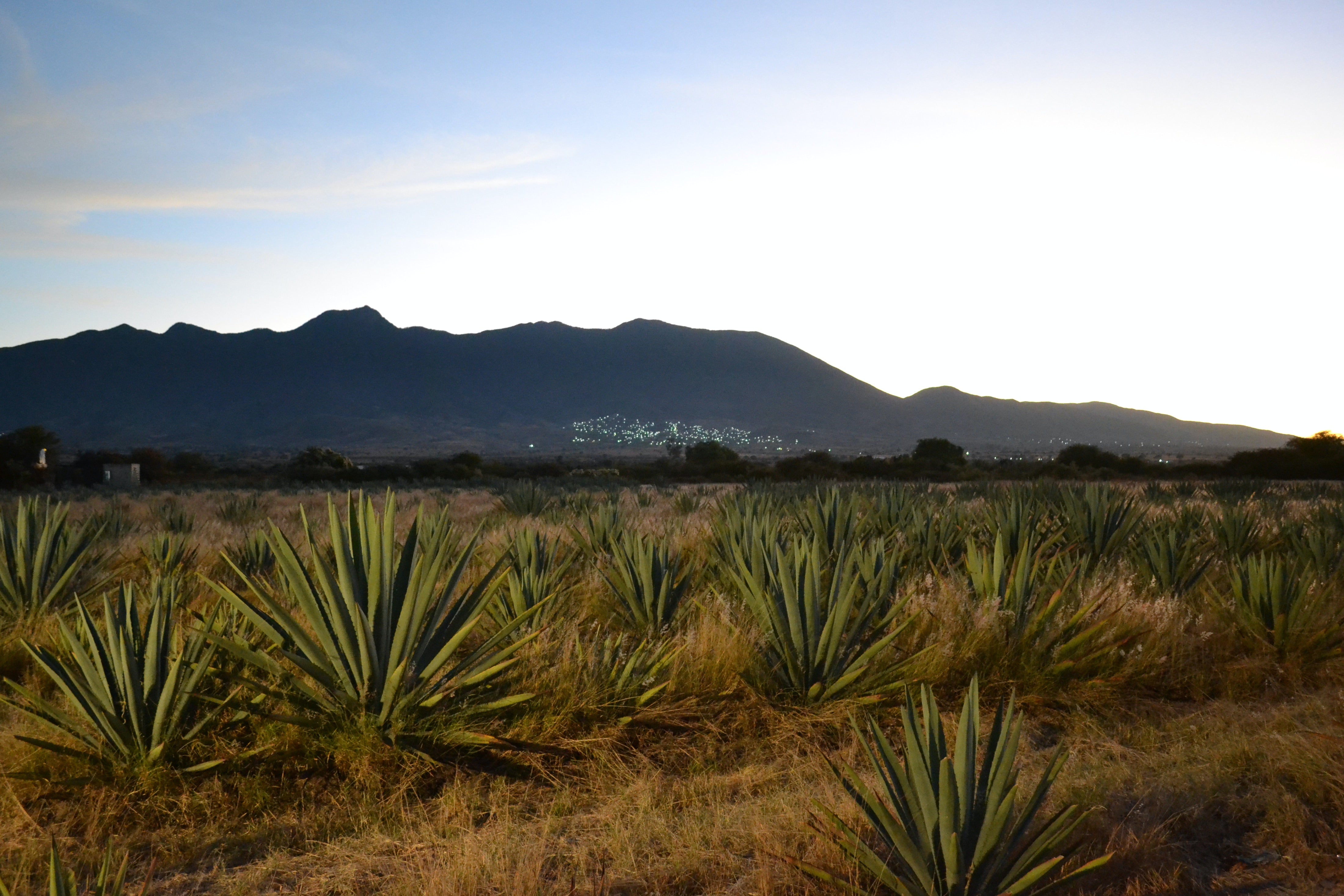 Agave plants grow in the fields of Jalisco, Mexico at dusk, with mountain ranges in the background.