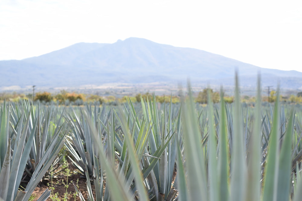 Fields of Blue Weber Agave in Jalisco, Mexico with a mountain in the background.
