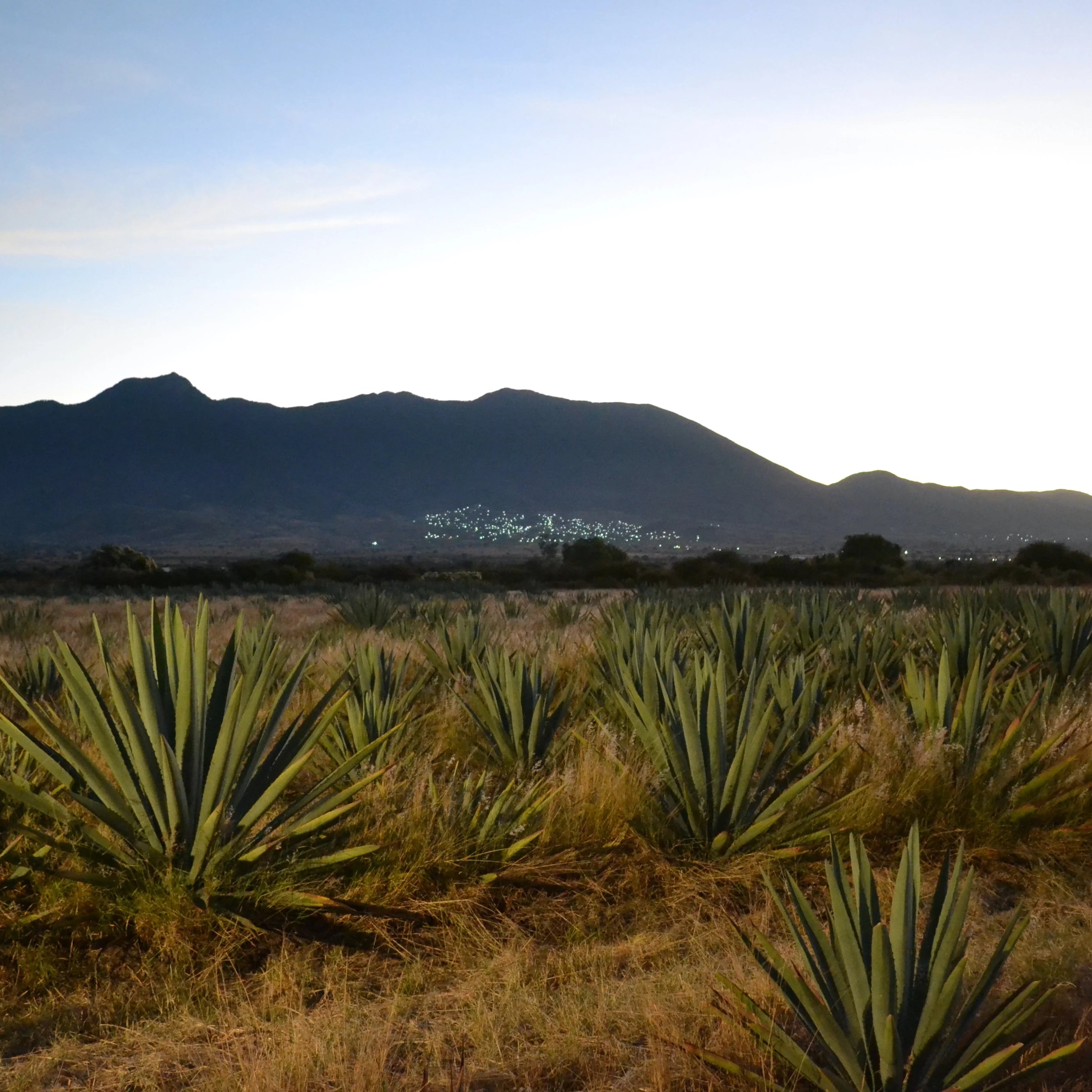 Cropped agave fields