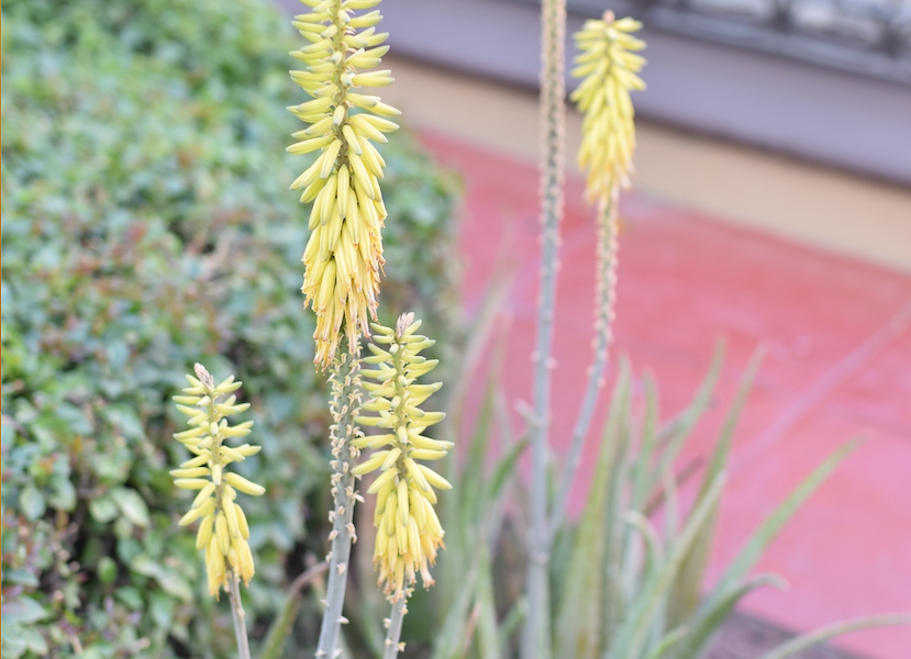 The yellow flowers of a flowering Agave plant, which is important for the cultivation of new generations of Agave crops.