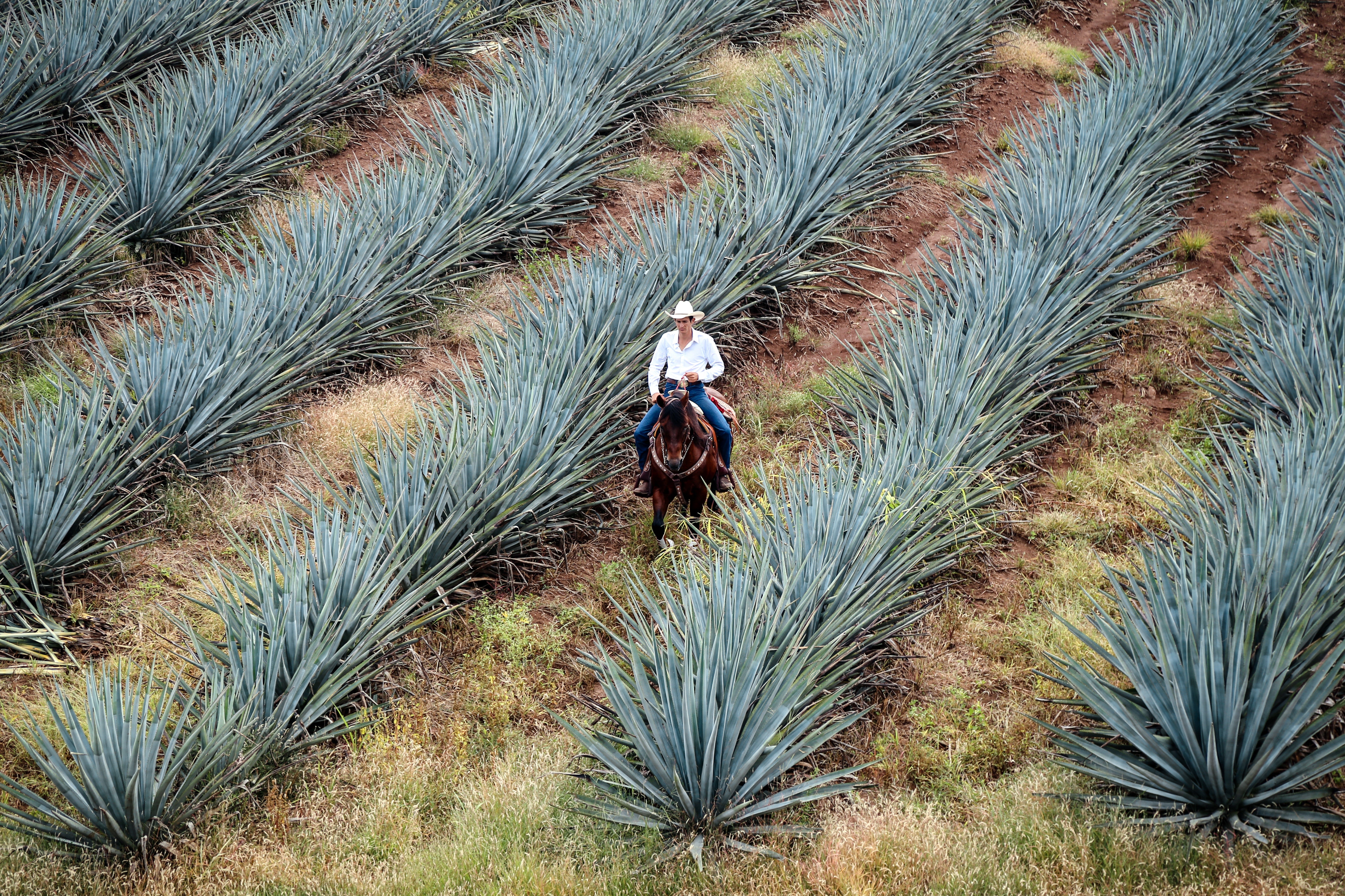 A traditional Agave farmer rides on a horse through fields of Agave.