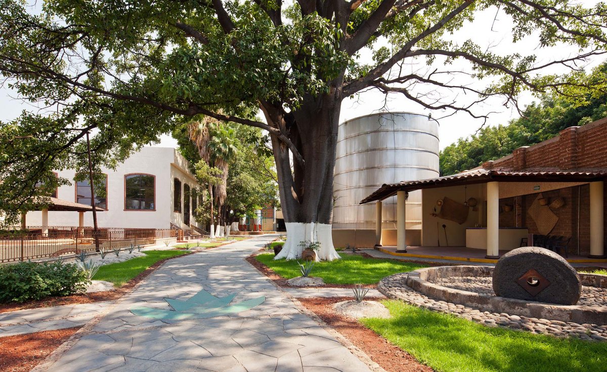 View of a tree-lined path at Casa Maestri distillery in Jalisco, Mexico where VIVIR Tequila is produced.